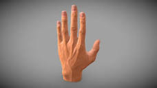 Finger 3D models - Sketchfab