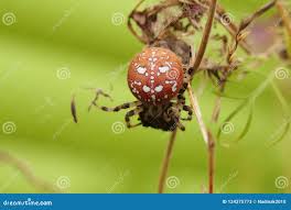 Attēlu rezultāti vaicājumam “Araneus quadratus”