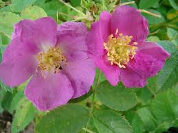 Attēlu rezultāti vaicājumam “Rosa majalis”