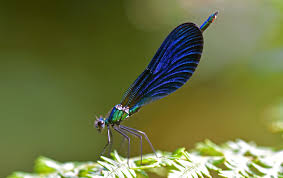 Attēlu rezultāti vaicājumam “Calopteryx virgo”