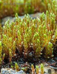 Attēlu rezultāti vaicājumam “Bryum schleicheri”