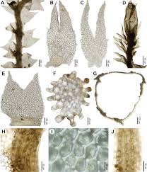 Attēlu rezultāti vaicājumam “Lophocolea minor”