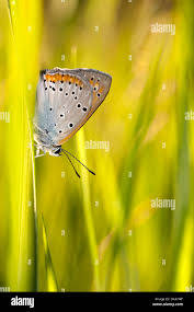 Attēlu rezultāti vaicājumam “Plebejus idas underside”