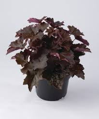 Image result for Heuchera `Palace Purple`
