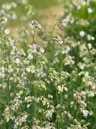 Image result for Silene vulgaris