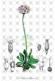 Attēlu rezultāti vaicājumam “Primula farinosa leaf”