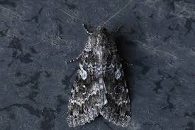 Attēlu rezultāti vaicājumam “Eurois occulta”