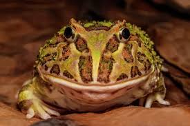 Image result for Ceratophrys ornata