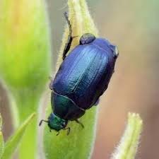 Attēlu rezultāti vaicājumam “Anomala dubia”