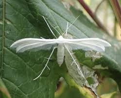 Attēlu rezultāti vaicājumam “Pterophorus pentadactyla”