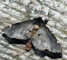 Attēlu rezultāti vaicājumam “Odontosia carmelita”