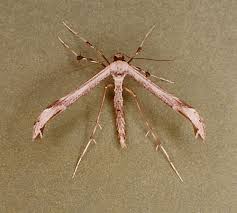 Attēlu rezultāti vaicājumam “Stenoptilia pterodactyla”