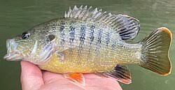 Image result for Lepomis cyanellus