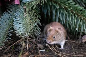 Attēlu rezultāti vaicājumam “Myodes glareolus”