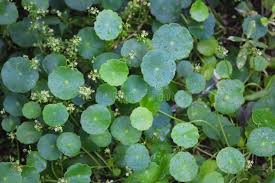 Attēlu rezultāti vaicājumam “Hydrocotyle vulgaris bud”