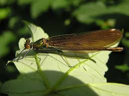 Attēlu rezultāti vaicājumam “Calopteryx virgo female”