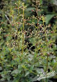 Attēlu rezultāti vaicājumam “Scrophularia nodosa leaf”