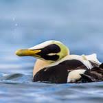 Attēlu rezultāti vaicājumam “Somateria mollissima juvenile”