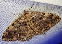 Attēlu rezultāti vaicājumam “Triphosa dubitata”