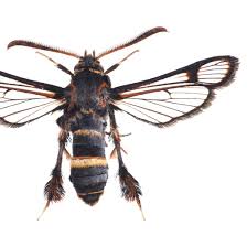 Attēlu rezultāti vaicājumam “Sesiidae”