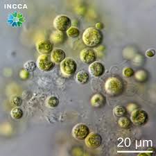 Attēlu rezultāti vaicājumam “Chaenotheca chlorella”