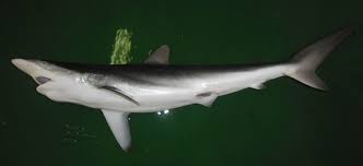 Image result for Carcharhinus falciformis