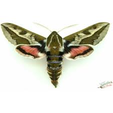 Attēlu rezultāti vaicājumam “Cryptocala chardinyi”