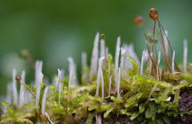 Attēlu rezultāti vaicājumam “Eocronartium muscicola”