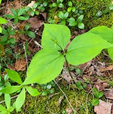 Attēlu rezultāti vaicājumam “Lycogala maculatum sessile”