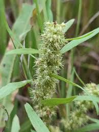 Attēlu rezultāti vaicājumam “Rumex maritimus”