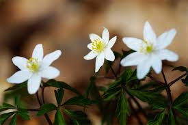 Image result for Buschwindröschen