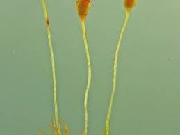 Attēlu rezultāti vaicājumam “Dicranella cerviculata”