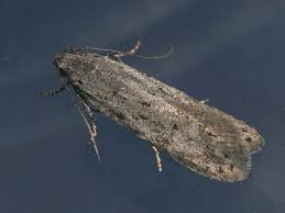 Attēlu rezultāti vaicājumam “Carpatolechia proximella”