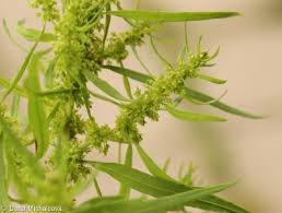 Attēlu rezultāti vaicājumam “Rumex maritimus leaf”