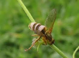 Attēlu rezultāti vaicājumam “Entomophthora”