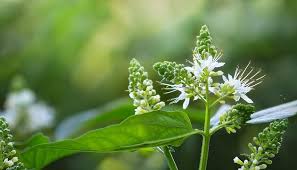 Attēlu rezultāti vaicājumam “Chenopodium album flower”