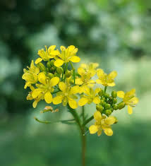 Attēlu rezultāti vaicājumam “Rorippa sylvestris flower”