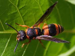 Attēlu rezultāti vaicājumam “Ancistrocerus sp.”