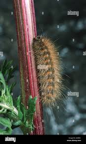 Attēlu rezultāti vaicājumam “Phragmatobia fuliginosa larva”