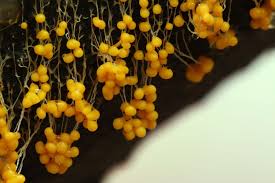 Attēlu rezultāti vaicājumam “Badhamia sp.”