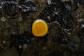 Attēlu rezultāti vaicājumam “Miladina lecithina”