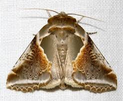 Attēlu rezultāti vaicājumam “Habrosyne pyritoides”