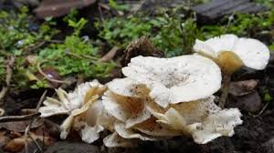 Attēlu rezultāti vaicājumam “Polyporus melanopus”