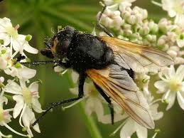 Attēlu rezultāti vaicājumam “Mesembrina meridiana”