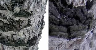 Attēlu rezultāti vaicājumam “Chaenotheca brunneola”