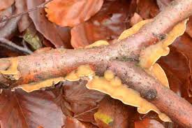 Attēlu rezultāti vaicājumam “Gloeoporus pannocinctus”