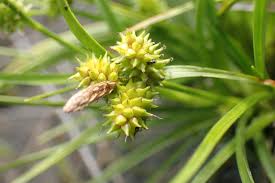 Attēlu rezultāti vaicājumam “Carex viridula flower”