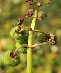Attēlu rezultāti vaicājumam “Sagittaria sagittifolia fruit”