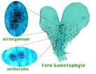 Fern Gametophyte