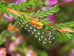 Attēlu rezultāti vaicājumam “Anarta myrtilli larva”